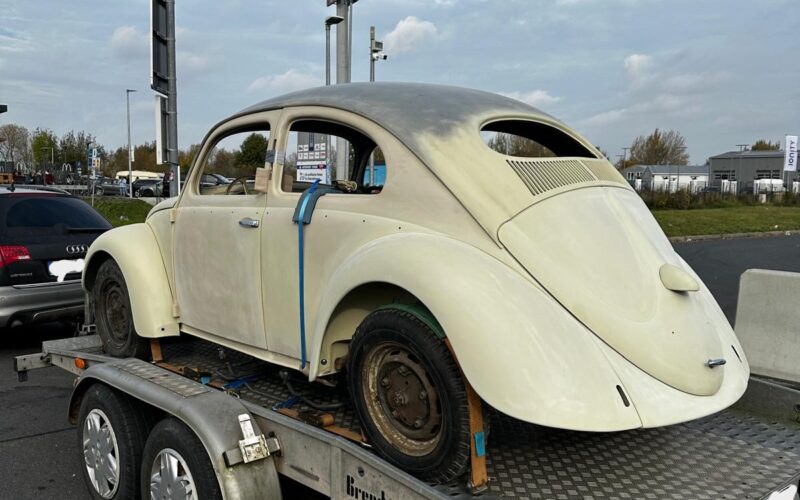 Blechkäfer Hilpert –